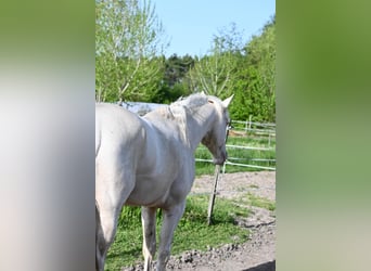 Húngaro, Semental, 5 años, 163 cm, Cremello