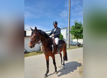 Húngaro, Semental, 7 años, 180 cm, Castaño oscuro