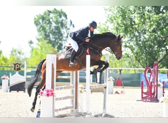 Húngaro, Semental, 7 años, 180 cm, Castaño oscuro