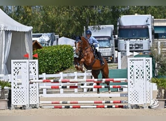 Húngaro, Semental, 8 años, 170 cm, Alazán