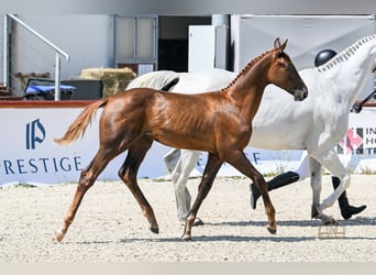 Húngaro, Semental, Potro (03/2026), 178 cm, Alazán-tostado