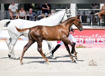 Húngaro, Semental, Potro (03/2026), 178 cm, Alazán-tostado