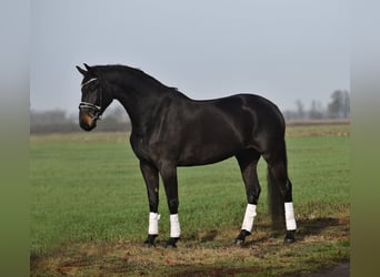 Húngaro, Yegua, 10 años, 165 cm, Castaño oscuro