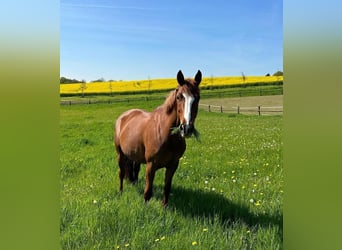 Húngaro, Yegua, 10 años, 168 cm, Alazán