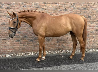 Húngaro, Yegua, 12 años, 162 cm, Alazán