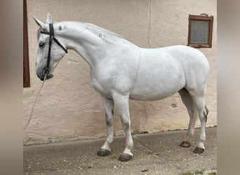 Húngaro, Yegua, 15 años, 165 cm, White/Blanco