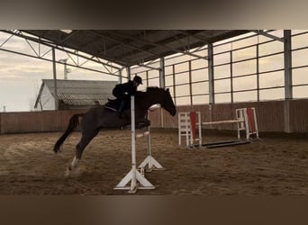 Húngaro, Yegua, 15 años, Alazán-tostado