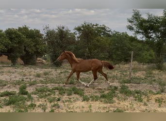 Húngaro, Yegua, 1 año, 145 cm, Alazán-tostado