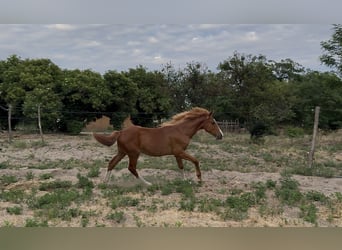 Húngaro, Yegua, 1 año, 145 cm, Alazán-tostado