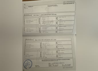Húngaro, Yegua, 1 año, 145 cm, Alazán-tostado