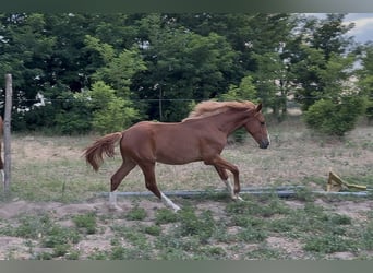 Húngaro, Yegua, 1 año, 145 cm, Alazán-tostado
