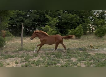 Húngaro, Yegua, 1 año, 145 cm, Alazán-tostado