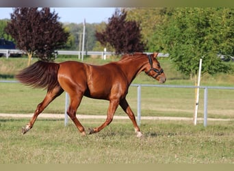 Húngaro, Yegua, 2 años, 164 cm, Alazán-tostado