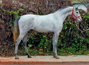 Húngaro, Yegua, 4 años, 155 cm, Tordo