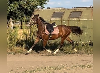 Húngaro Mestizo, Yegua, 4 años, Castaño oscuro