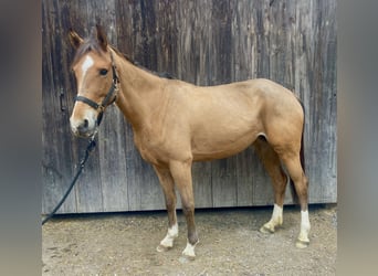 Húngaro, Yegua, 5 años, 144 cm, Castaño claro