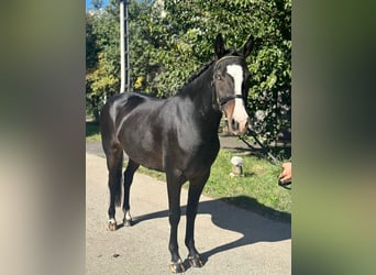 Húngaro Mestizo, Yegua, 5 años, 145 cm, Negro