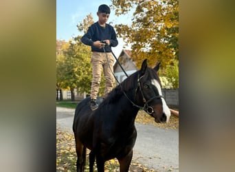 Húngaro Mestizo, Yegua, 5 años, 145 cm, Negro