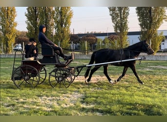 Húngaro Mestizo, Yegua, 5 años, 145 cm, Negro