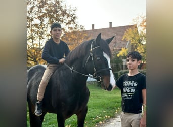 Húngaro Mestizo, Yegua, 5 años, 145 cm, Negro