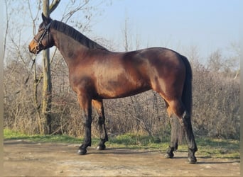 Húngaro Mestizo, Yegua, 5 años, 164 cm, Castaño