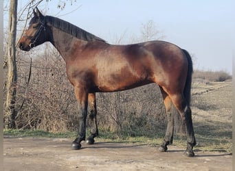 Húngaro Mestizo, Yegua, 5 años, 164 cm, Castaño