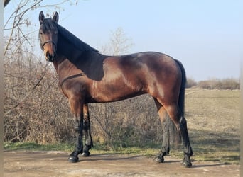 Húngaro Mestizo, Yegua, 5 años, 164 cm, Castaño