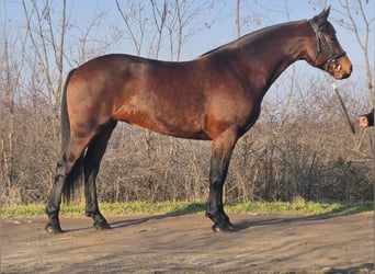 Húngaro Mestizo, Yegua, 5 años, 164 cm, Castaño