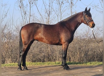 Húngaro Mestizo, Yegua, 5 años, 164 cm, Castaño