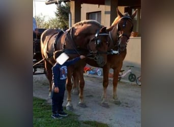 Húngaro, Yegua, 5 años, 165 cm, Alazán-tostado