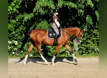 Húngaro, Yegua, 5 años, 170 cm, Castaño