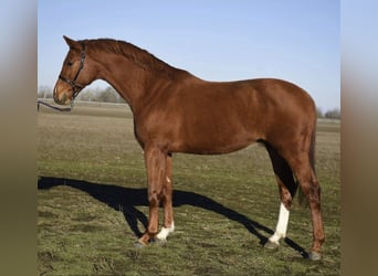 Húngaro, Yegua, 5 años, 173 cm, Alazán-tostado