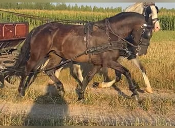 Húngaro, Yegua, 6 años, 160 cm, Castaño oscuro