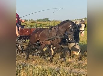 Húngaro, Yegua, 6 años, 160 cm, Castaño oscuro