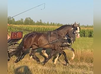 Húngaro, Yegua, 6 años, 160 cm, Castaño oscuro