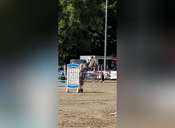 Húngaro, Yegua, 6 años, 169 cm, Tordo rodado