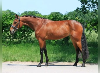 Húngaro, Yegua, 7 años, 165 cm, Castaño rojizo