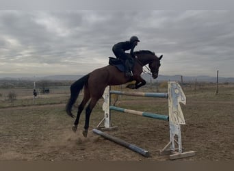 Húngaro, Yegua, 7 años, 180 cm, Castaño rojizo