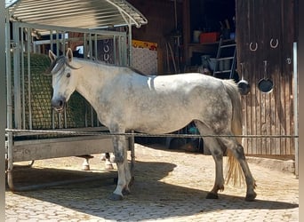 Húngaro, Yegua, 8 años, 148 cm, Tordo