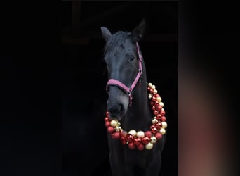 Húngaro, Yegua, 8 años, 160 cm, Morcillo