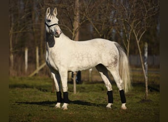 Húngaro, Yegua, 9 años, 161 cm, White/Blanco