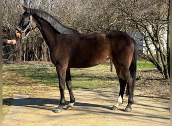 Húngaro, Yegua, 9 años, 168 cm, Castaño oscuro