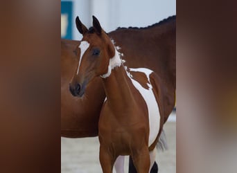 Húngaro, Yegua, Potro (04/2026), 135 cm, Tobiano-todas las-capas