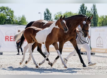 Húngaro, Yegua, Potro (04/2026), 135 cm, Tobiano-todas las-capas