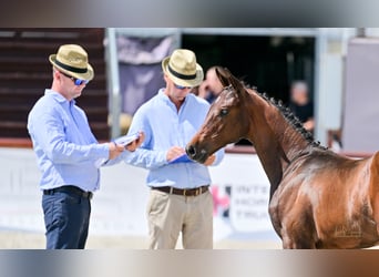 Húngaro, Yegua, Potro (04/2025), Castaño rojizo