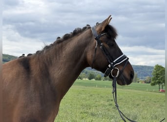 Hutsul, Caballo castrado, 10 años, 144 cm, Castaño oscuro