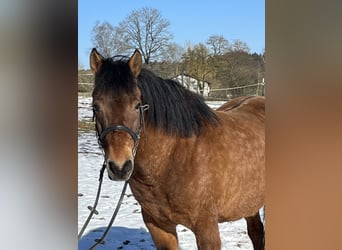 Hutsul, Caballo castrado, 10 años, 146 cm, Castaño