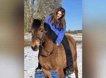 Hutsul, Caballo castrado, 10 años, 146 cm, Castaño