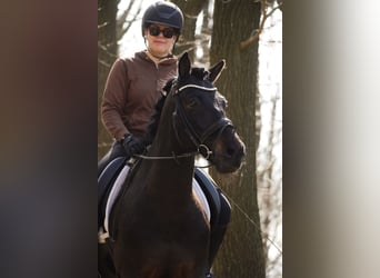 Hutsul, Caballo castrado, 10 años, 146 cm, Negro