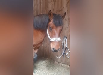 Hutsul, Caballo castrado, 10 años, 148 cm, Castaño